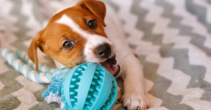Ask Dr. Jenn - How can I stop my Jack Russell from chewing everything?